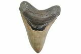 Fossil Megalodon Tooth - North Carolina #378073-1